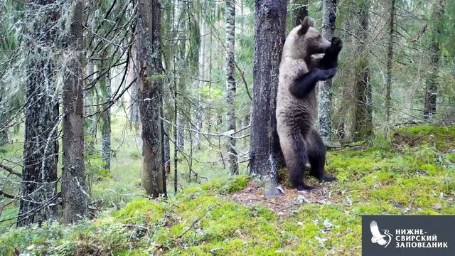 Медведь танцует Ламбаду