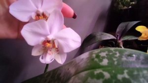 Цветение Орхидей Phal.Yellow Chocolate и Phal.Stuartiana SOGO HCC/AOS
