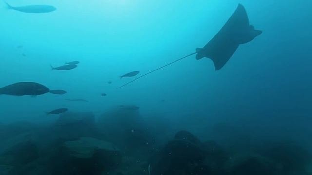 Tenerife Diving. Дайвинг на Тенерифе.