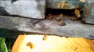 Факт о пчелах! Как пчелы охраняют улей!