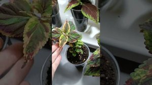 #колеусы #подсыхание #кончиков