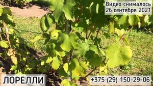 ЛОРЕЛЛИ - новая гибридная форма (Беларусь, 2021)