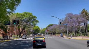 Весна в Аргентине | Цветение жакаранды | Буэнос-Айрес