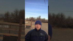 Если овца не принимает ягнёнка