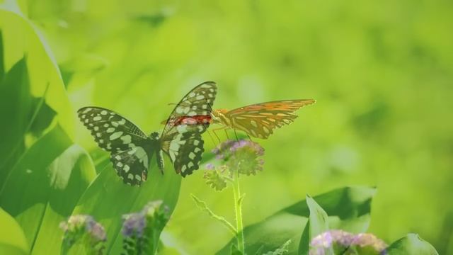 Музыка для учёбы, расслабляющая музыка, музыка для снятия стресса, фоновая музыка, концентрация