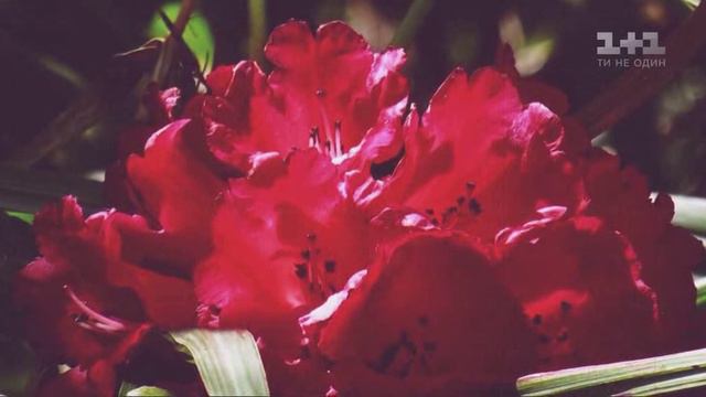 Мир наизнанку 8 сезон 1 серия «Непал. Приключения в диких джунглях» (документальный сериал, 2010)