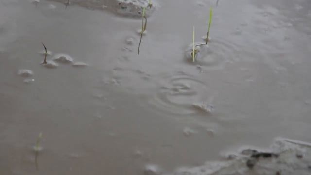 Щитень смотреть онлайн