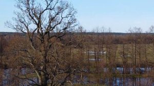 Разлив Нёмана возле деревни Николаевщина, май 2022