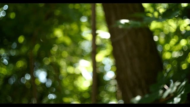 ? REAL vs REPLICA | Leica Summicron 35mm f2 vs Light Lens Lab 8-Element смотреть онлайн