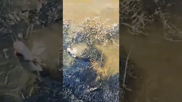 Рыбалка на реке Оша 30.04.21 г. ? смотреть онлайн