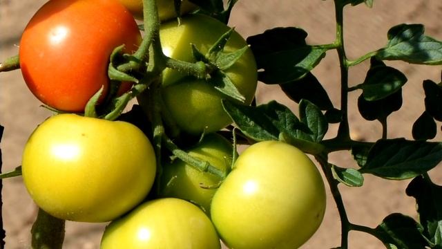 СРОЧНО ДАЙТЕ ТОМАТАМ СОДУ И БУДЕТЕ СОБИРАТЬ УРОЖАЙ ВЕДРАМИ ДО ОСЕНИ!!! ПРАВДА ИЛИ НЕТ???