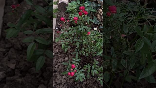 Розы с романтическим пионообразным цветком.? смотреть онлайн