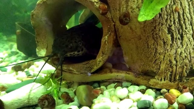 Где живёт сом таракатум, Where does catfish tarakatum live