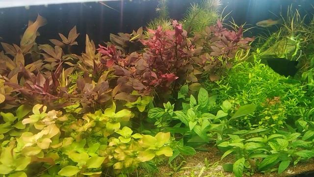 Травник (Голландец) 2 часть смотреть онлайн