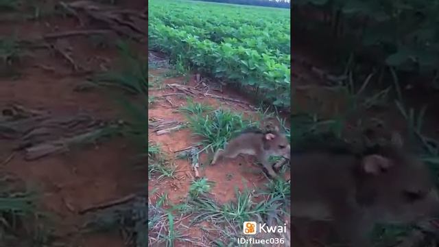 Это видео мне прислали