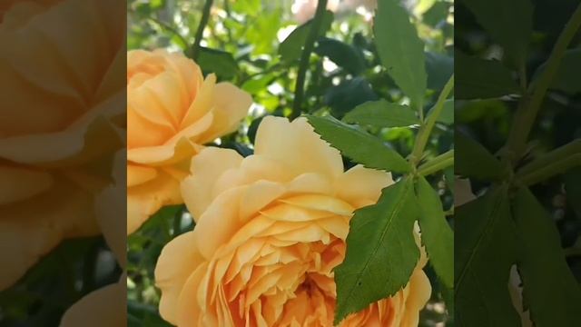 Golden Celebration David Austin Roses смотреть онлайн