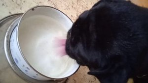 Как пьет мопс