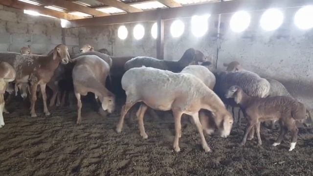 #Арашан койлор #сатыкка #чыкты?☎️ (+996550464695)#Sheep for sale смотреть онлайн