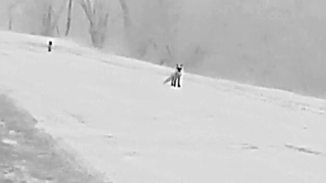 Лисы прибежали под ноги. манок Nordik predator pre-tuned. тепловизор монокуляр Arkon ovis sm15. смотреть онлайн