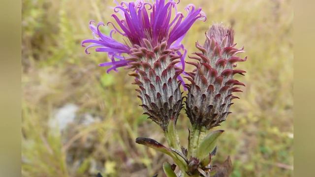 ВЕРНОНИЯ  (VERNONIA)  сем. Сложноцветные