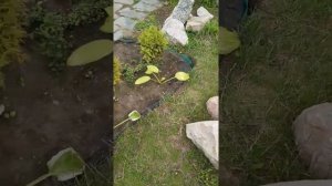 Как отделить клумбу от газона