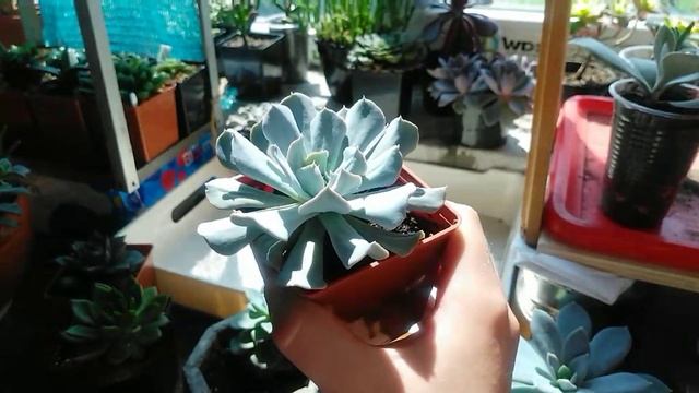 15 больших эхеверий. Что в продаже? #succulents #суккуленты #эхеверия #echeveria