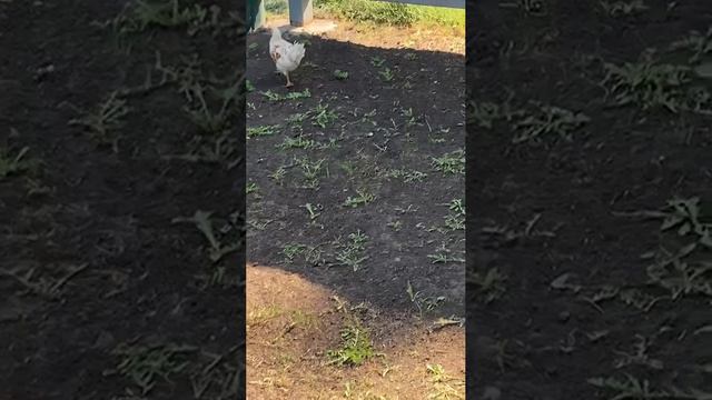 Маленький цыпленок скоро станет взрослым петухом