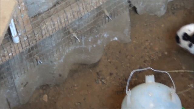 Ямное содержание кроликов Иркутск 2019 ноябрь смотреть онлайн