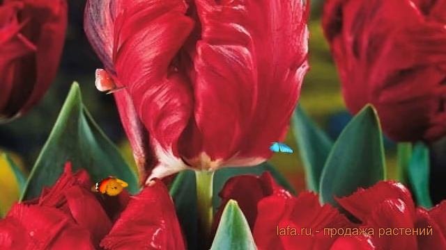Тюльпан обыкновенный Топпэррот (tyulpan-topperrot) 🌿 обзор: как сажать, луковицы тюльпаны Топпэррот