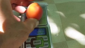 Абрикос Египетский фараон, Ледана, Лескоре, Медиабель, Приабель, Сильверкот. Их сравнение. Часть 1.