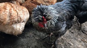 Каких Кур я держу чтобы было много Яиц