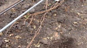 14. Зимовка винограда. Укрытие винограда на зиму.