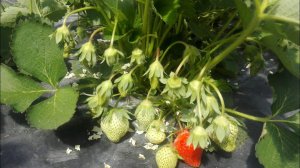 Работа с клубникой в балаганах.