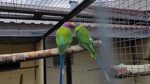 Парк птиц Воробьи 2023г. смотреть онлайн