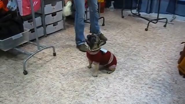 вязанный комбинезон для французского бульдога
