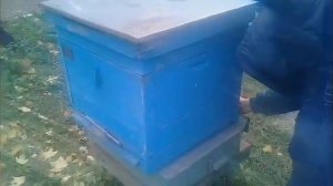 Пчеловодинфо-2018. НИИ Пчеловодства. РЫБНОЕ.