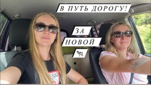 Едем выбирать Джерси из Дании! Расскажем про сексированное семя и бета казеин | Молодая Ферма