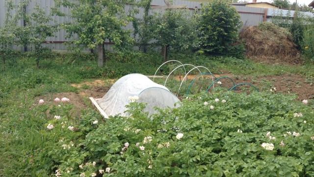 Горихвостка чернушка европейский подвид. Дача. Подмосковье. 09.07.2016 смотреть онлайн