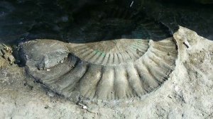 Нашли Аммонитов на пляже в Якорной щели / Found Ammonites on the beach in Anchor Gap