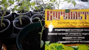 ✔🌱Как спасти рассаду без химикатов! ПРОСТО-Навоз/Куриный помет/Аммиачная селитра/04.04.18 г.