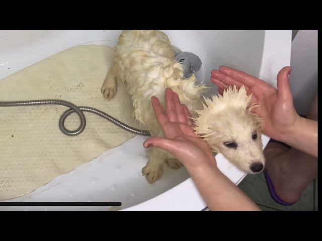 Первое купание щенков самоеда