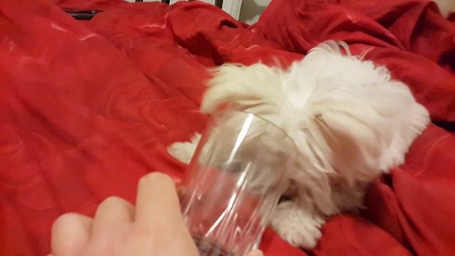 Ржач))) Мальтийская болонка очень любит семечки смотреть онлайн