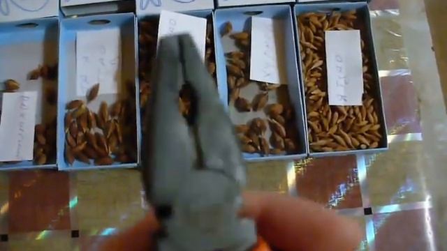 ЗИЗИФУС из СЕМЯН как ВЫРАСТИТЬ. смотреть онлайн