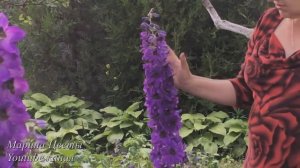 Дельфиниум Новозеландский . Непогода