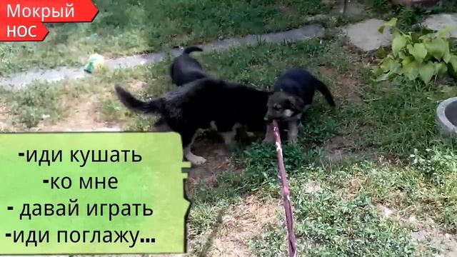 КАК ПРИУЧИТЬ щенка к кличке ЛЕГКО и ПРОСТО. смотреть онлайн