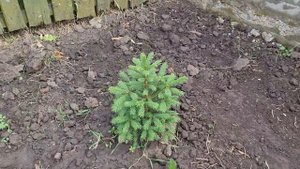 Сравнение можевельников Мунглоу moonglow и blue arrow