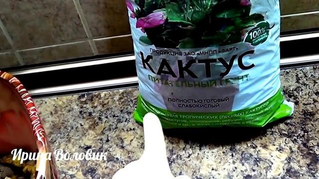 Денежное дерево. Крассула. Как пересадить.