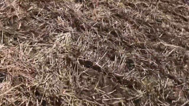 Посев подсолнечника по технологии No-Till. смотреть онлайн