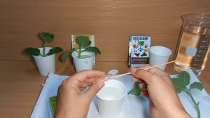 Корневин, Эпин, Циркон, Вода - в чем корни вырастут быстрее всего?