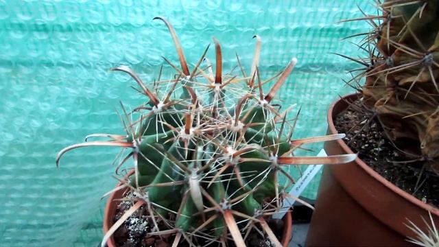 My Ferocactus Collection Tour  Cactus Collection Tour  Barrel Cactus